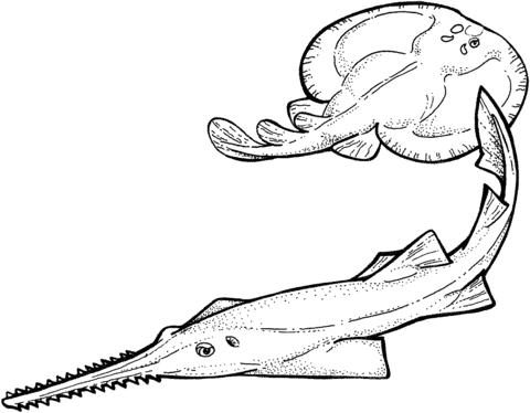 Sawfish And Electric Ray Coloring Page